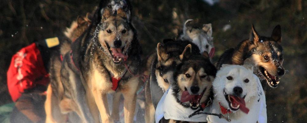 Shooting over the hill near Goose Lake at the ceremonial start of the 37th Iditarod sled dog race, Anchorage, Alaska